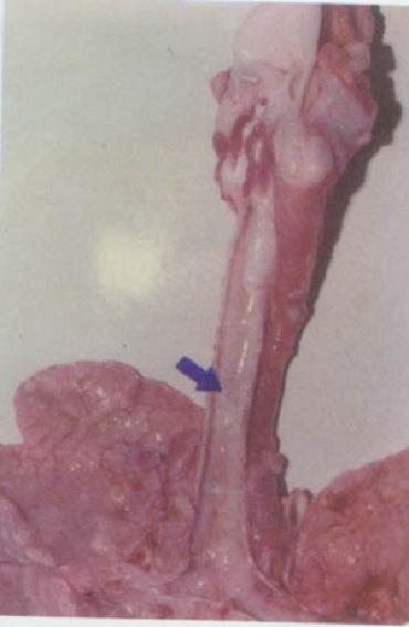 猪应急用药,猪生病的常用药