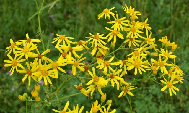 每天学一味中药千里光,一味中药千里光