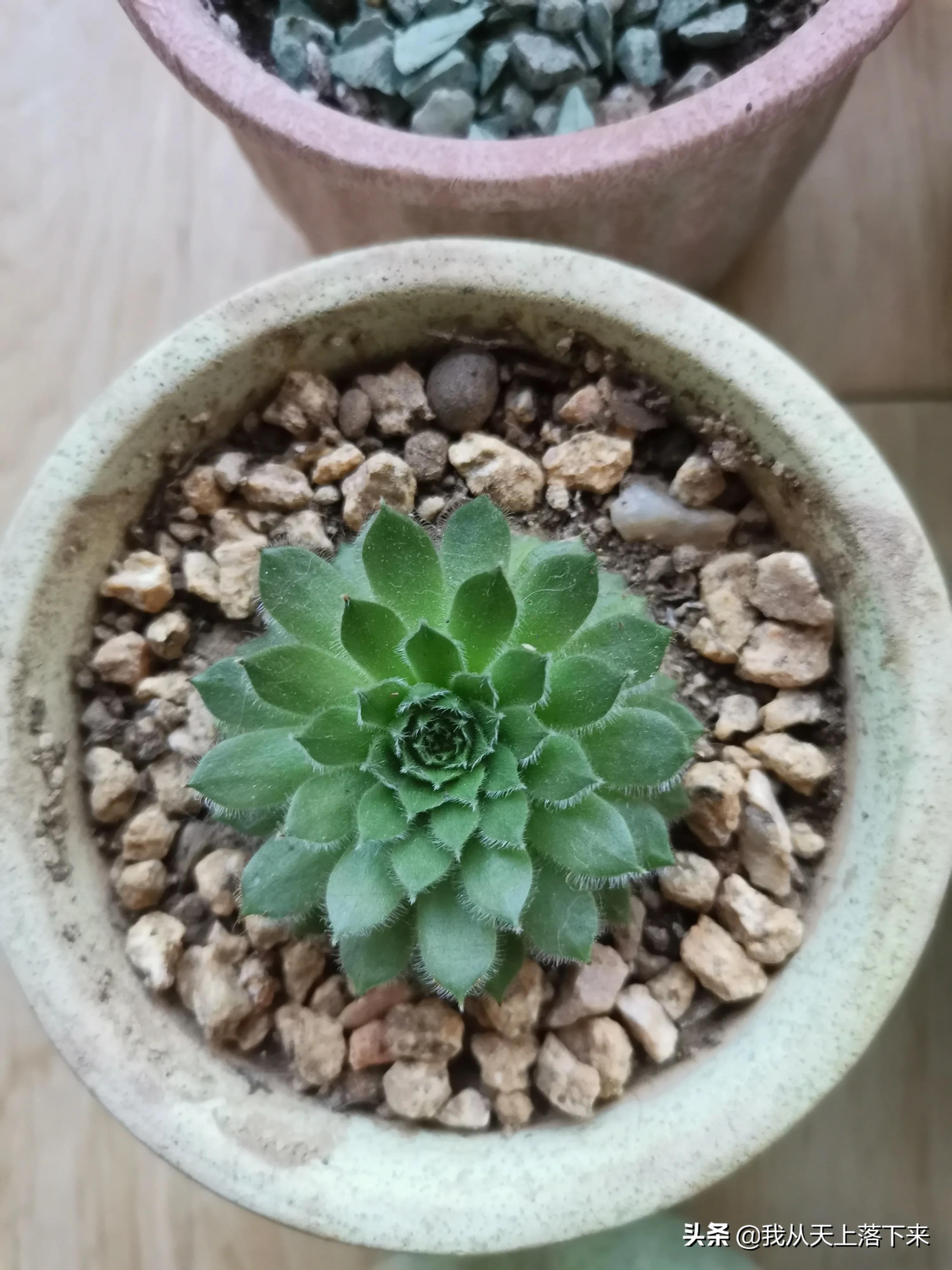 多肉品种及图片大全欣赏,多肉品种辨别图片大全欣赏