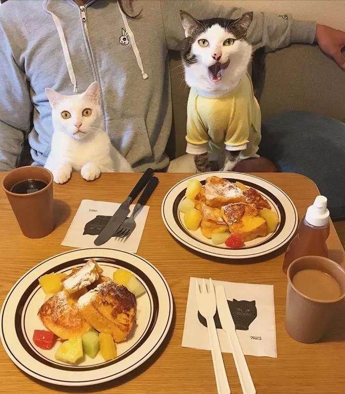 猫咪和人类相处得很好的原因,当猫和人类一起生活久了