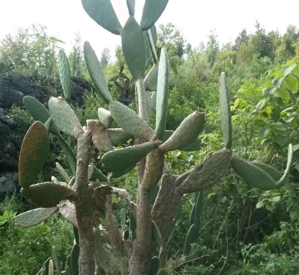 增湿除甲醛绿植,除甲醛好养的绿植有哪些