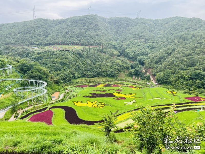 昆明市团结乡核桃箐彩色稻田,团结乡黑核箐彩色稻田