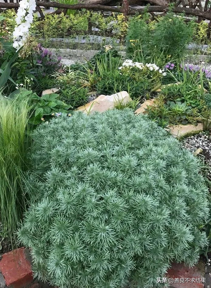 好看的地被植物,超实用的地被植物干货值得收藏