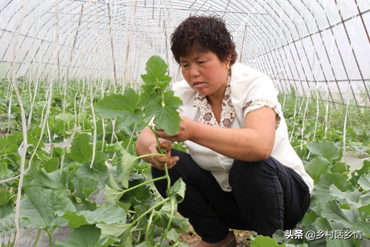 蔬菜有虫子不用打药怎么治,蔬菜生虫子怎么消灭