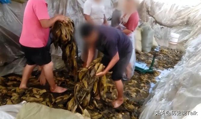 315之前，腌菜厂大汉竟然练成了“金刚脚”，“神药”使老人疯狂