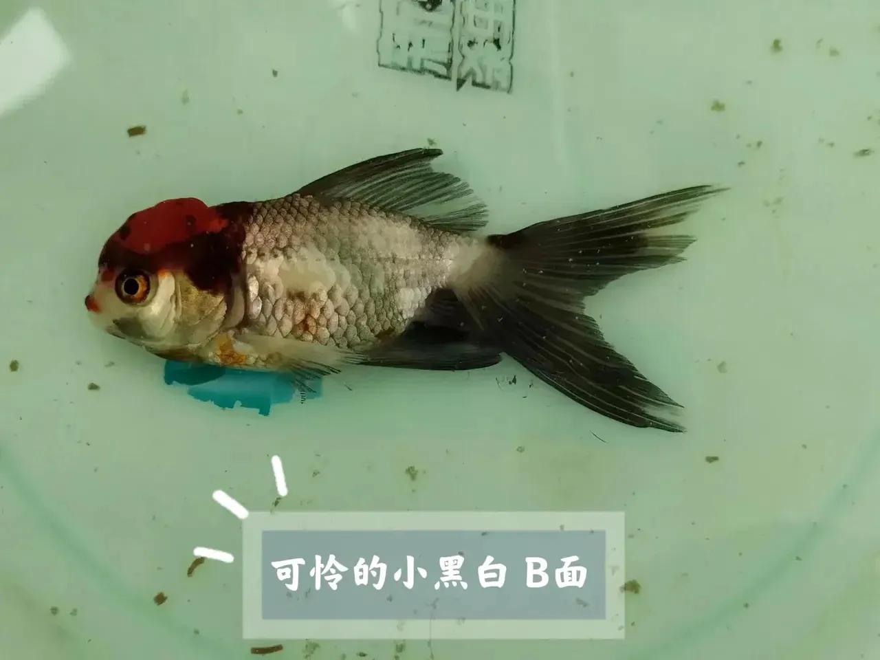 金鱼掉鳞片是什么原因及治疗,金鱼身上掉鳞腐烂怎么治