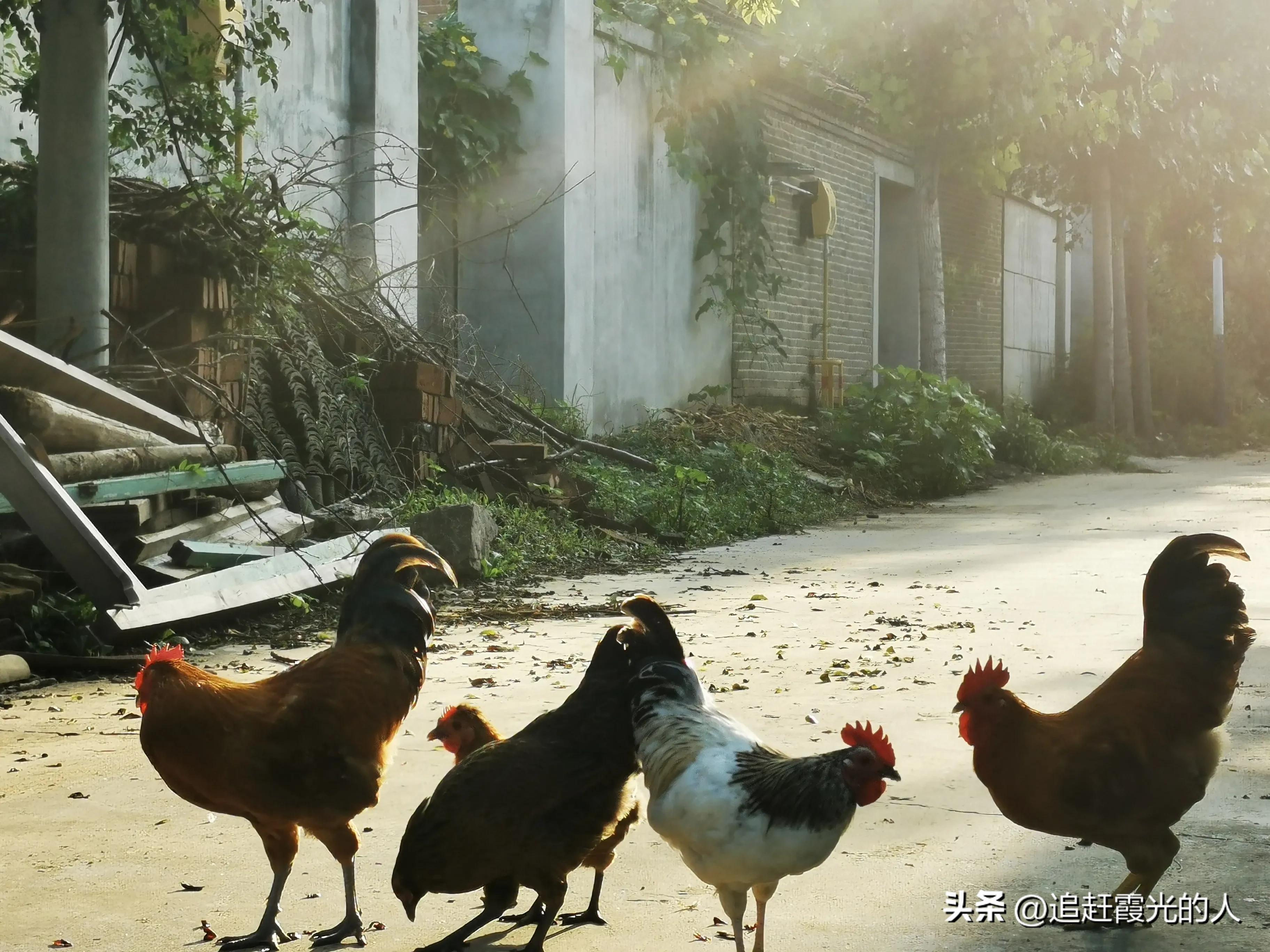 在哪里能租到北京的农家小院,北京哪里可以租农村小院