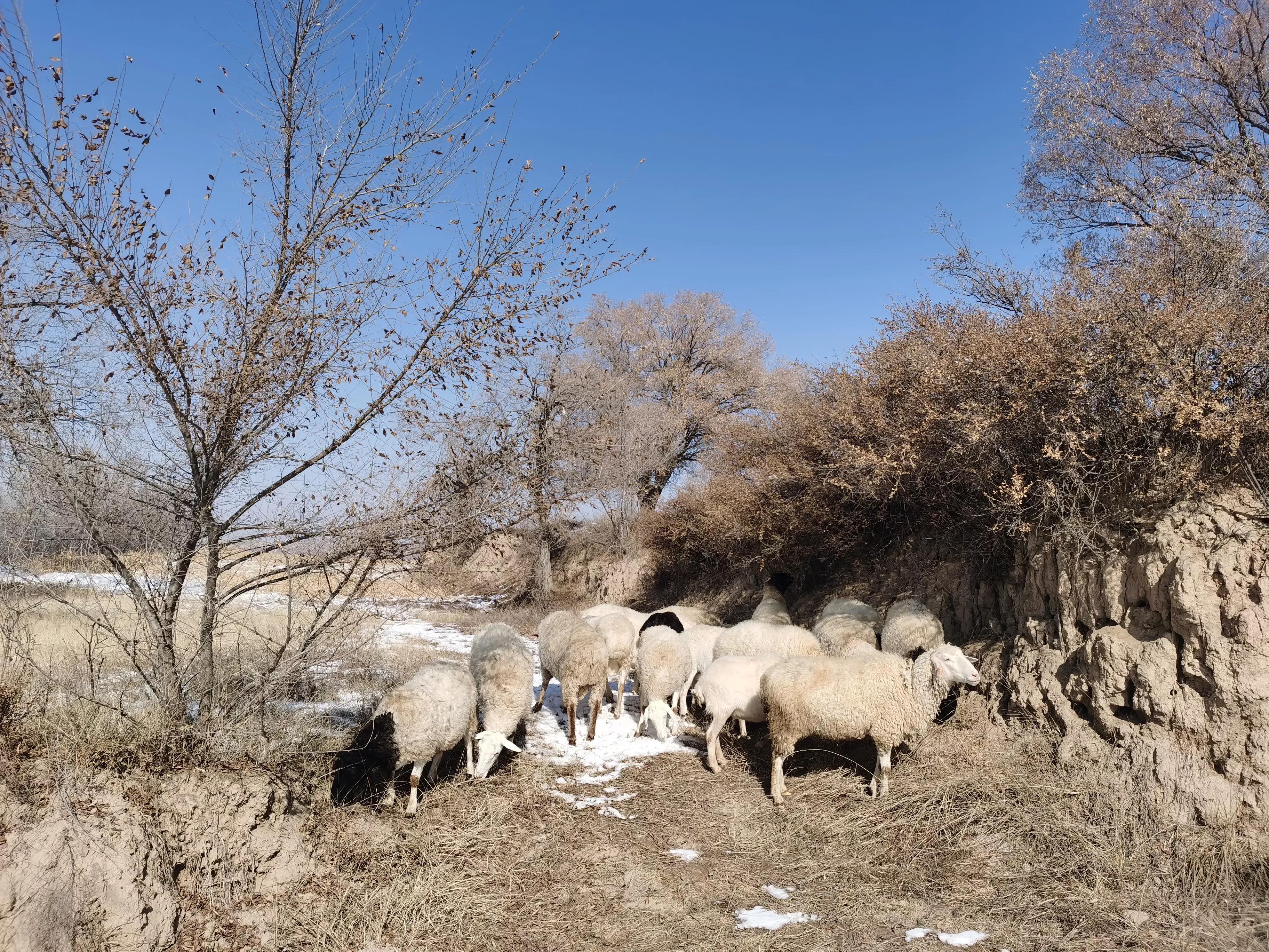 现在的羊价养羊还能赚钱吗,现在养羊什么羊价格好