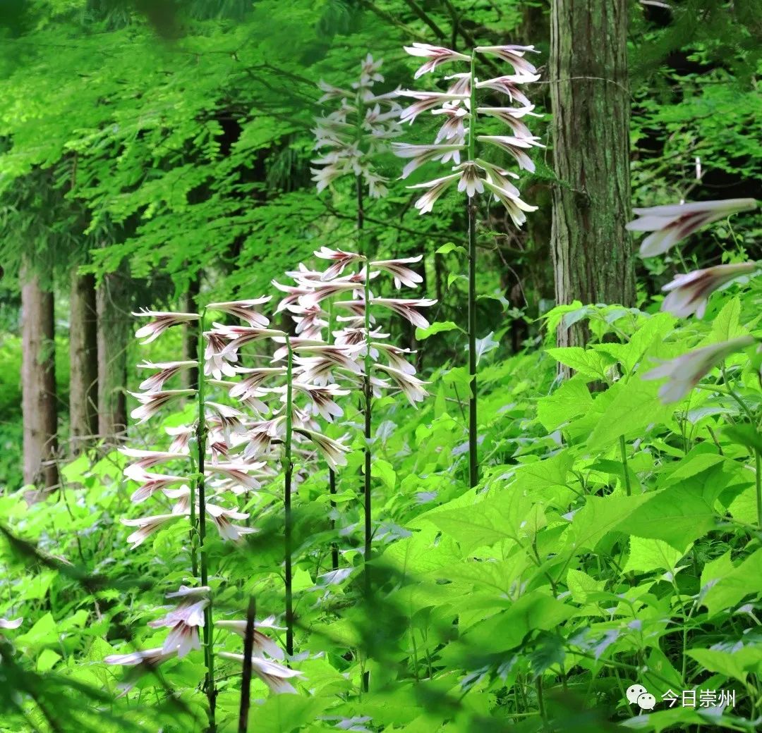 崇州山里的野百合图片,成都大邑野百合花海美景图