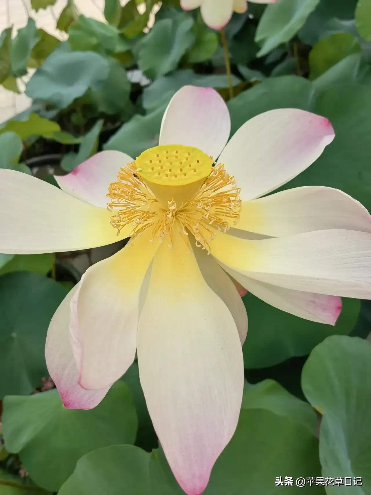 莲花盛开欣赏,绝美的莲花