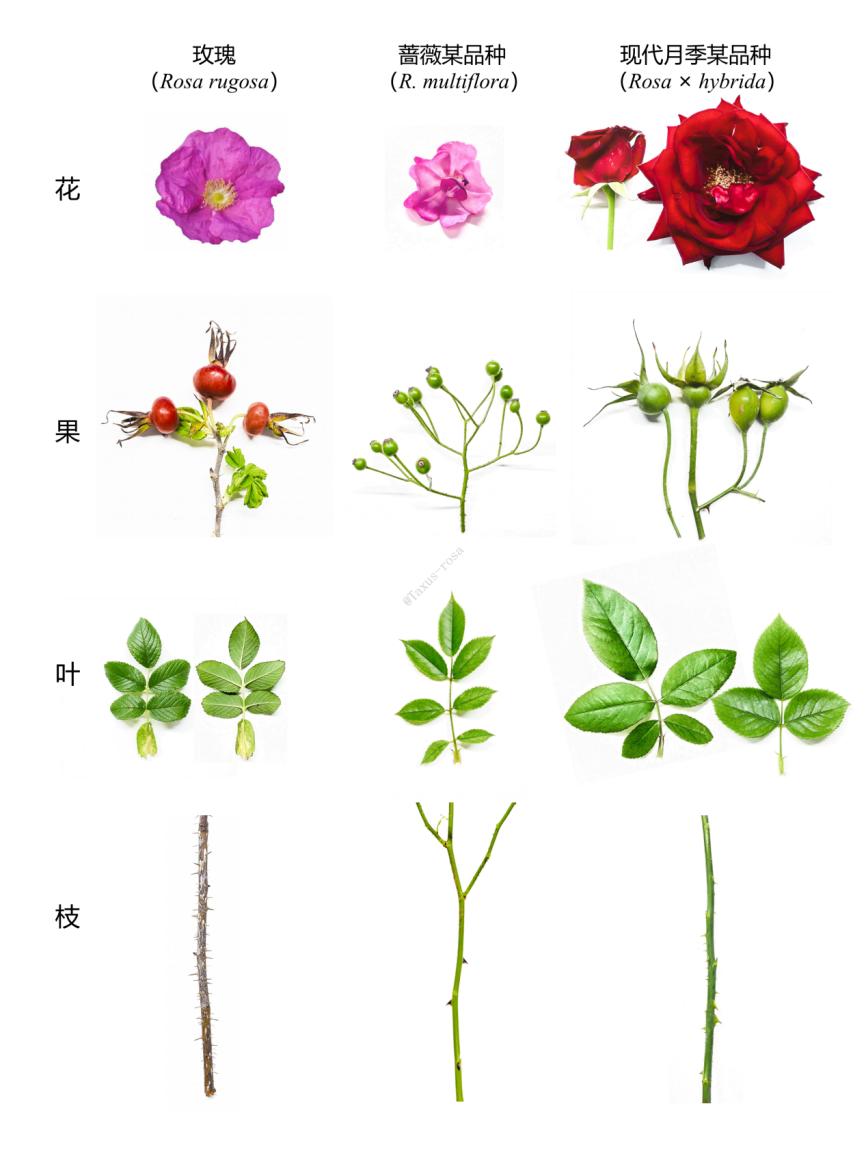七夕卖玫瑰花要准备什么,七夕买红玫瑰还是彩色玫瑰