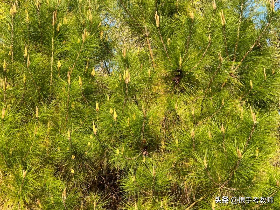 茂盛开花的马尾松,植物专栏蓝花草
