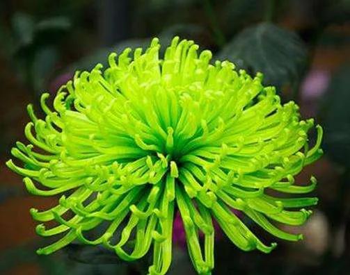 观赏鲜菊花,中华菊花欣赏