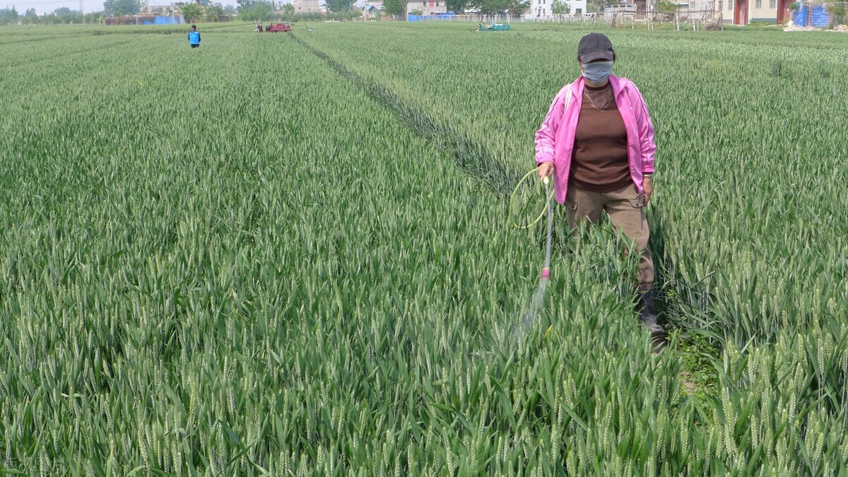 谷雨在月头寡妇不用愁啥意思,谷雨在月头寡妇不用愁什么意思