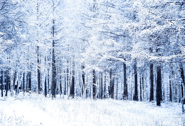 东北和黑龙江是一个省吗,东北三省最北的省