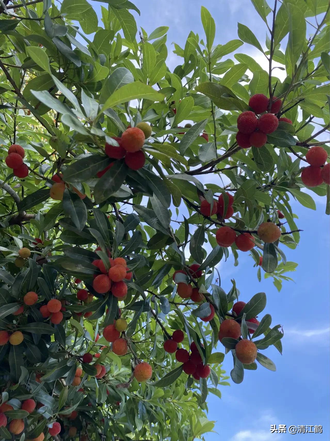 杨梅树叶发黄落叶起斑怎么治,小杨梅树叶子发黄枯死用什么药