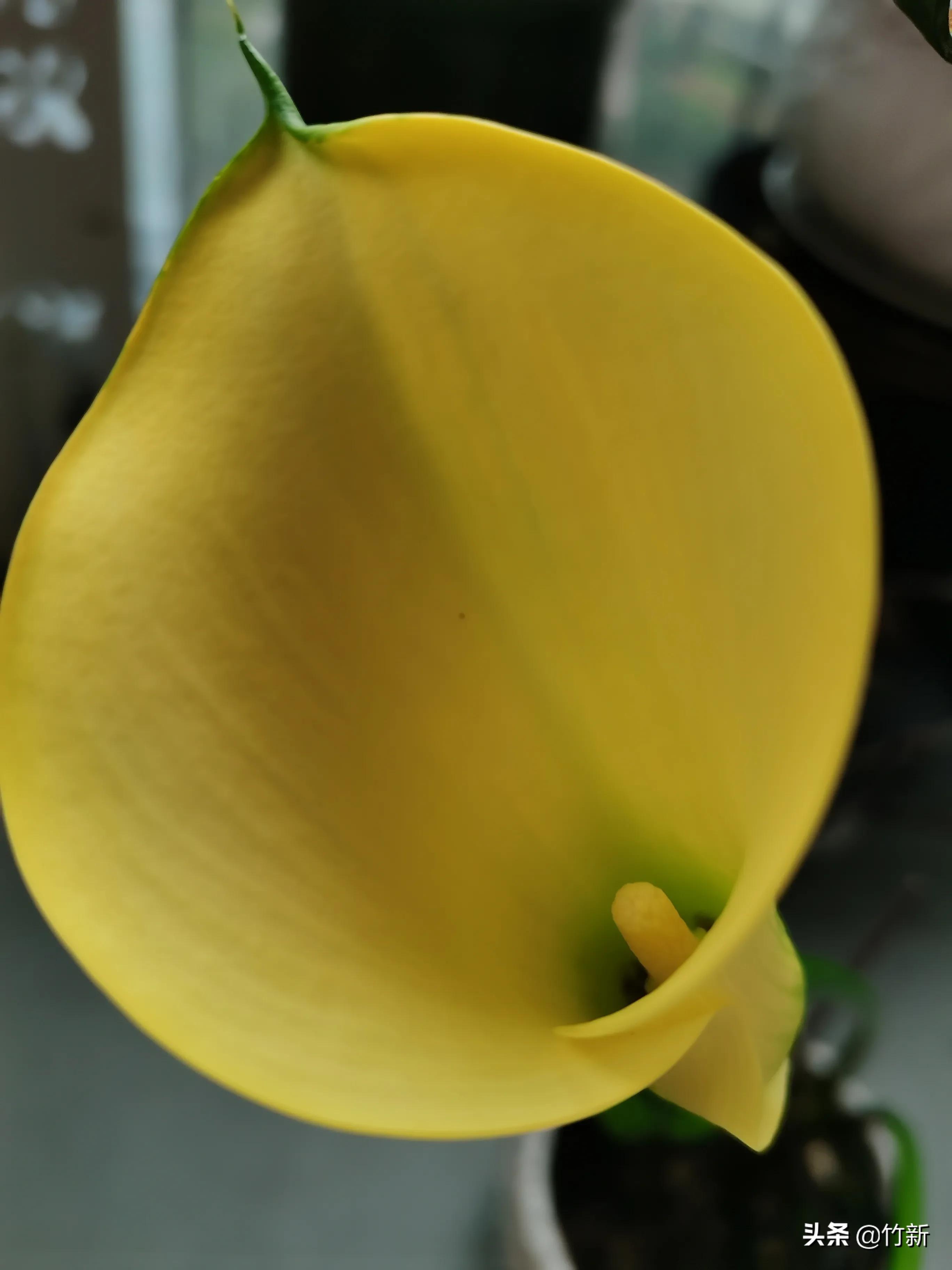 失而复得的马蹄莲