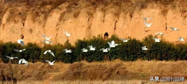 石川河畔生态美天蓝水碧白鹭飞