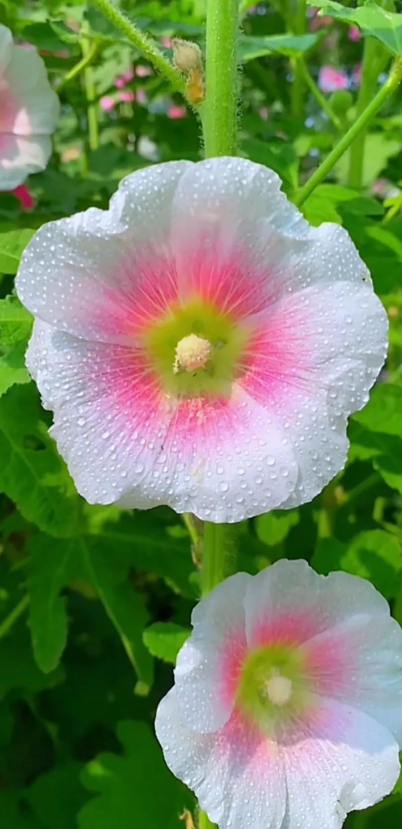 蜀葵花唯美大图片,世上最美的蜀葵花图片图文