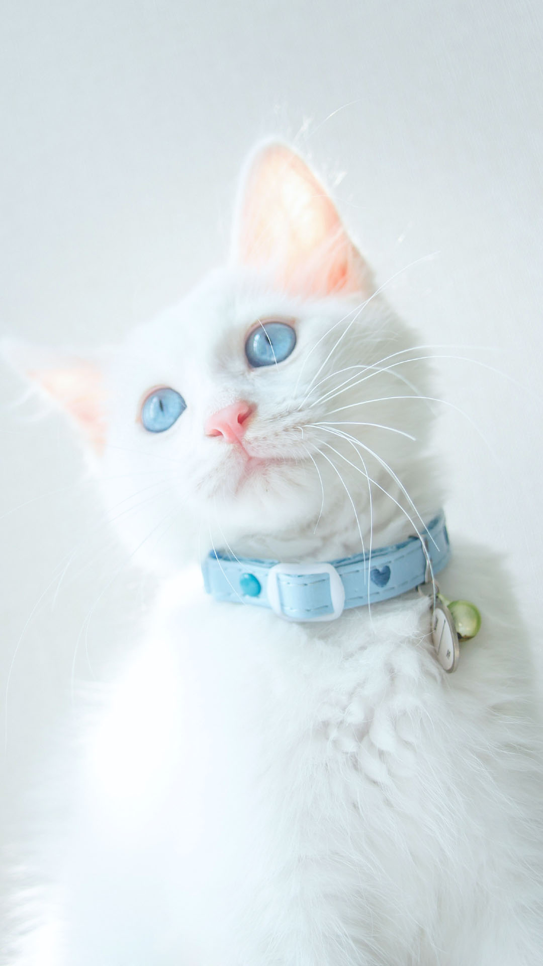 宠物猫到家注意什么问题,宠物猫打完疫苗要注意什么