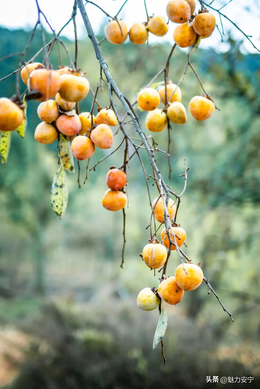 您有一份来自温泉的“柿柿如意”，请注意查收！