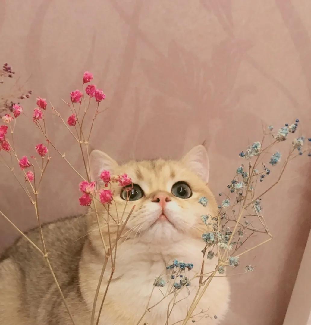 新手养猫品种推荐,seventeen养猫品种