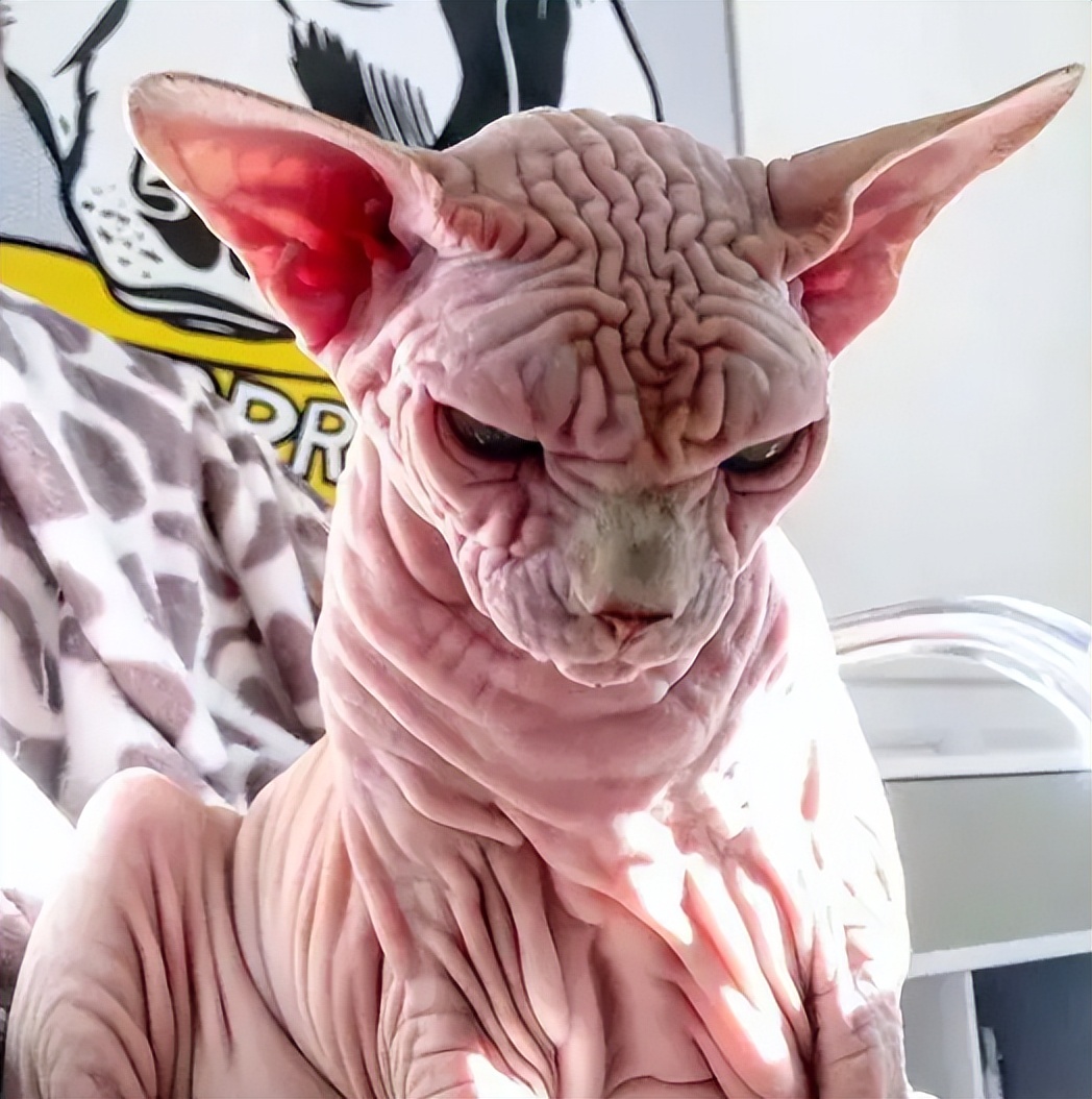 这六只猫你们第一眼喜欢哪一个,这6种猫脾气很好