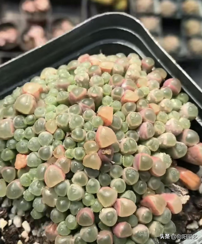 家庭养多肉可以挣钱吗,家庭养多肉会影响风水吗