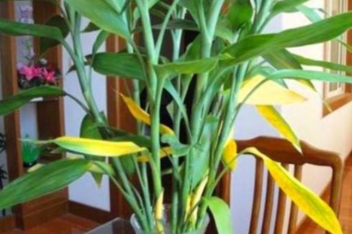 发财竹叶子黄怎么办,水培发财竹黄叶掉叶怎样补救冬天