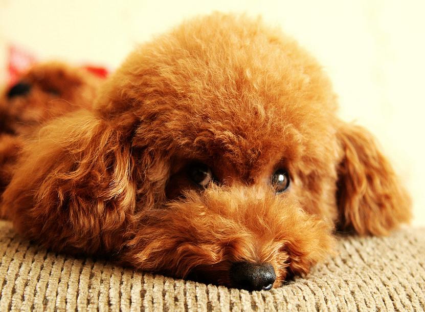 泰迪肚子里有虫子有什么症状,泰迪狗身上的虫子是什么虫