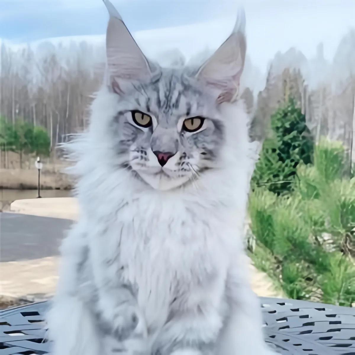 猫咪品种推荐500元以内,叫蒜头的猫咪是什么品种的