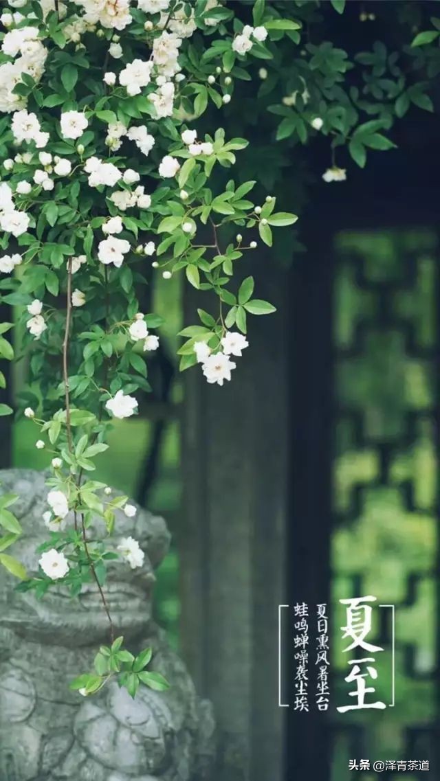 端午节如何吃粽子喝茶更健康,端午节吃粽子搭配茶解腻更健康