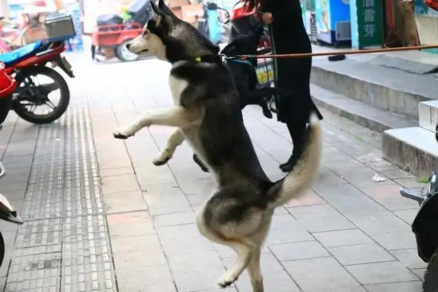 狗子去动物园看见老虎的反应,老虎见到狗子和狗子的反应