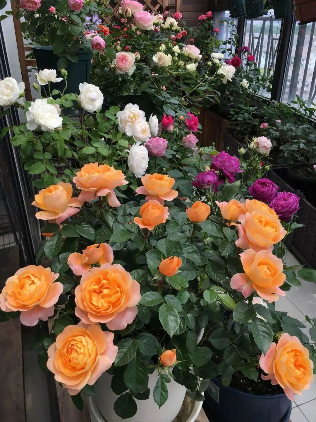 封闭阳台怎么养花技巧视频,封闭阳台养花技巧和方法