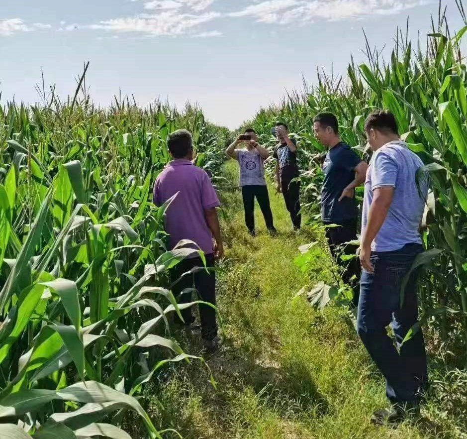 玉米种子今年买过年种是否减产,农户买到种子产量低