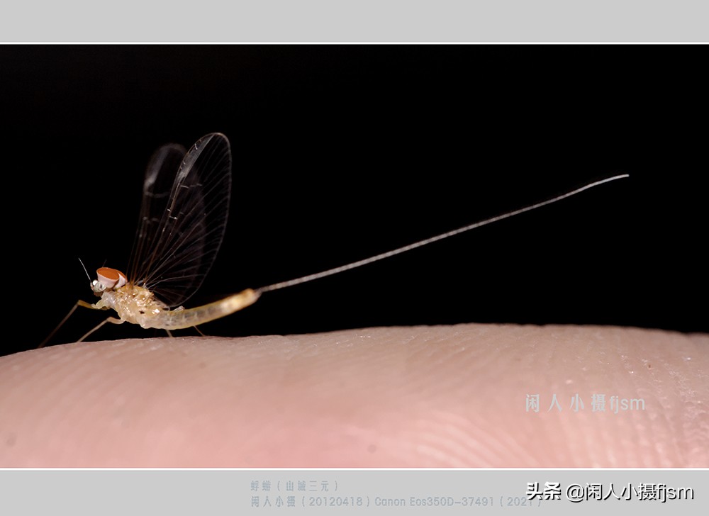 近距离拍摄昆虫小动物,常见昆虫微距摄影活动