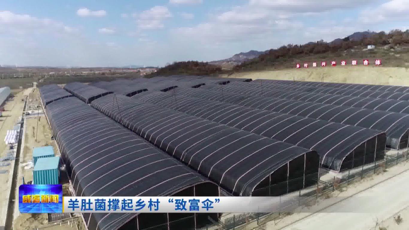 产值超4000万元羊肚菌撑开致富伞,广西三江羊肚菌撑开致富伞