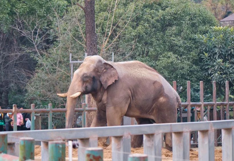 红山动物园亏损3千万网友很着急,近两年疫情原因导致亏损如何翻身