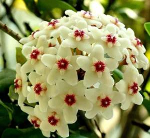 球兰花盛开瞬间,球兰花开完整版