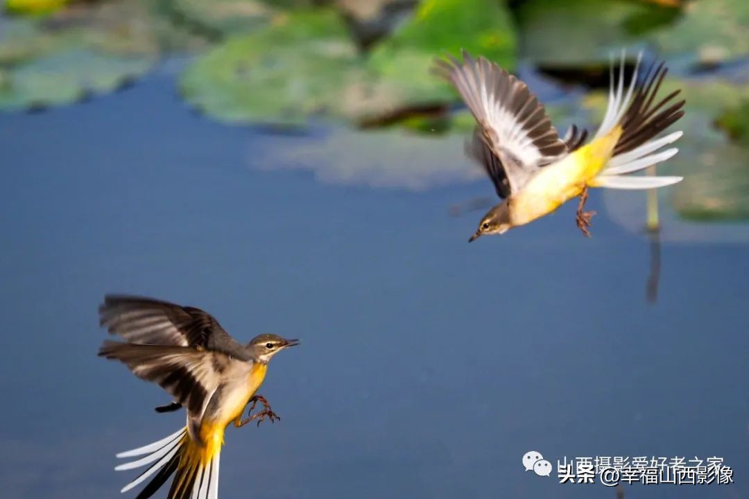 轻巧而又专业的拍鸟器材是它——奥之心相机镜头体验记