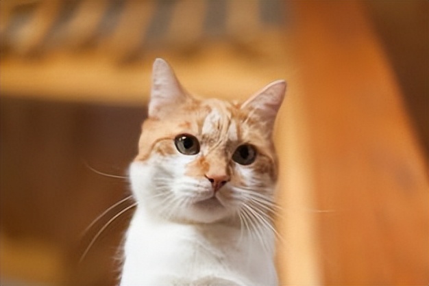 猫咪的胡须波浪 (四根胡须的猫咪)