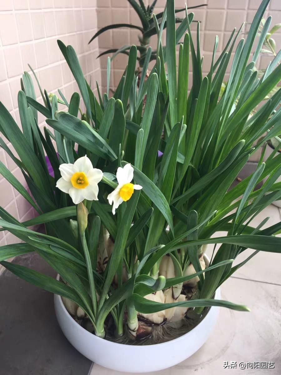 水培水仙没开花改土培水仙,水仙土栽和水培哪个开花早