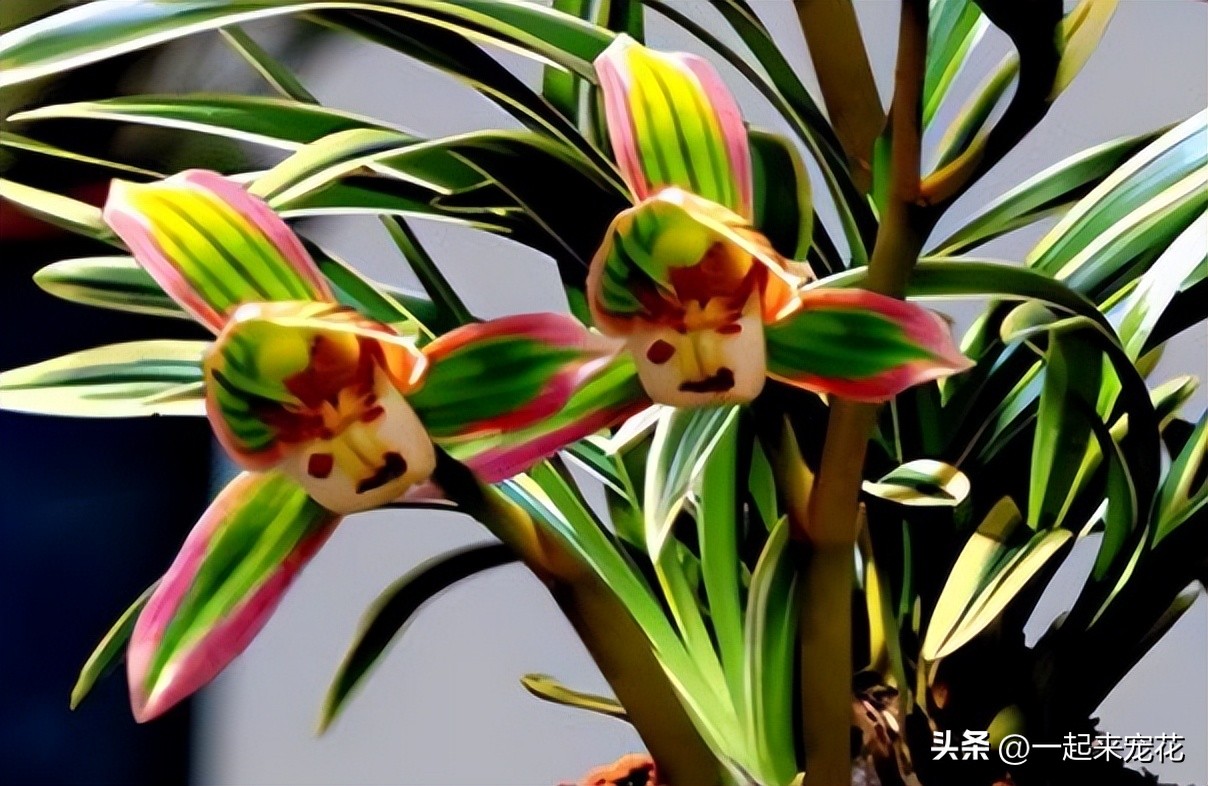 卧室阳台放什么颜色的兰花好看,兰花家养北阳台还是南阳台好