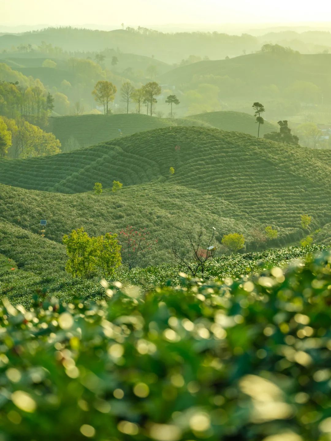 北纬三十度名茶名酒,北纬30度十大名茶