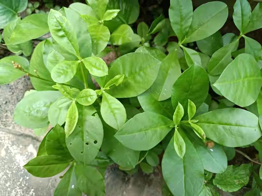 这种野菜不仅好看还有特殊功效,堪比人参的野菜