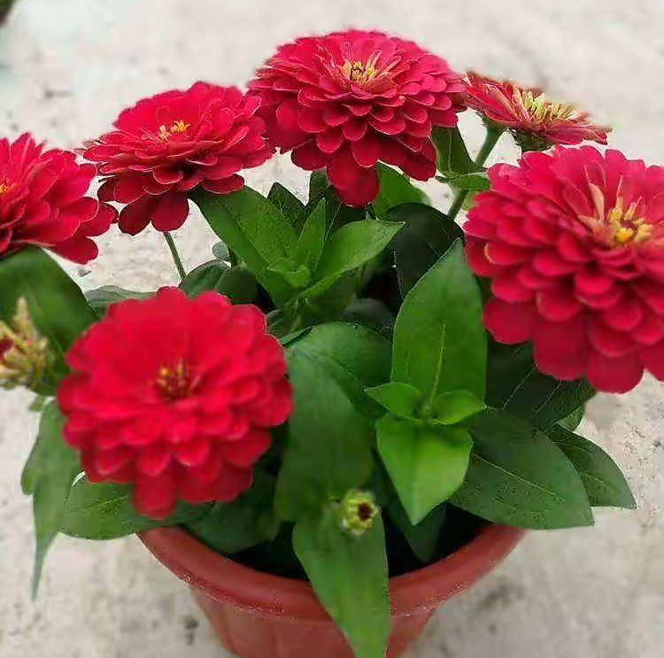 专为懒人养的5种花开花不断,4种不用花钱买的盆栽