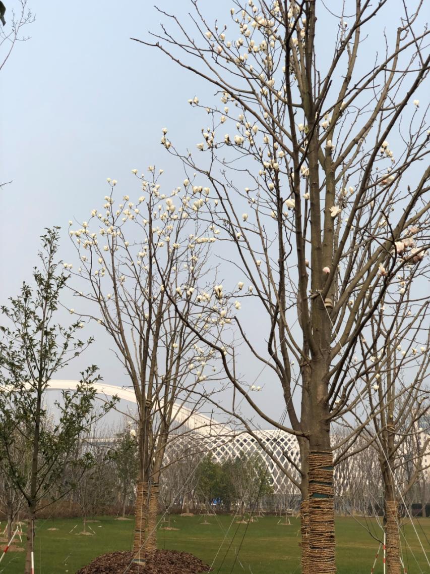 白玉兰为什么被评为上海市市花,中国国花上海市花白玉兰