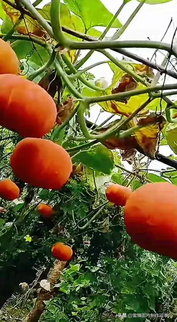 壁纸图片水果清新,丰收的水果高清图片壁纸