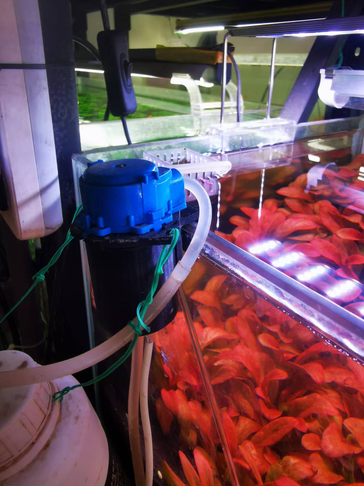 藻类植物可以预防疾病吗,杀菌盐可以预防藻类吗