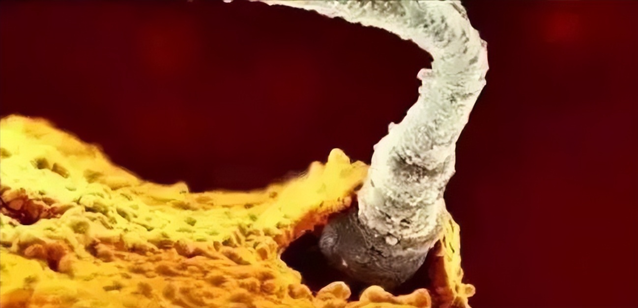 生男生女取决于精子？科学家发现卵子也有选择权，但结果却很意外